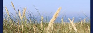 Strandhafer Langeoog